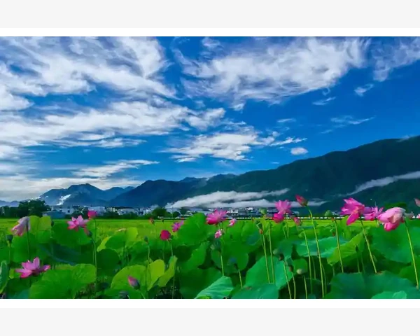 夏季中医养生之道：如何有效排毒？